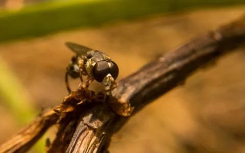 A photo of a Hoverfly Stock Photos