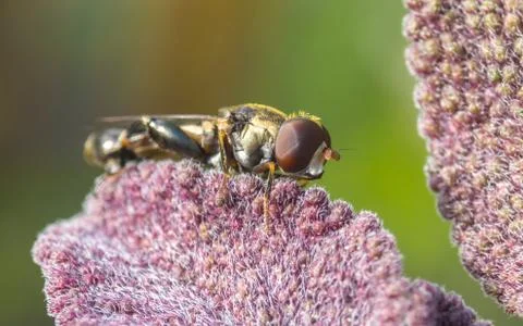 A photo of a Hoverfly Stock Photos