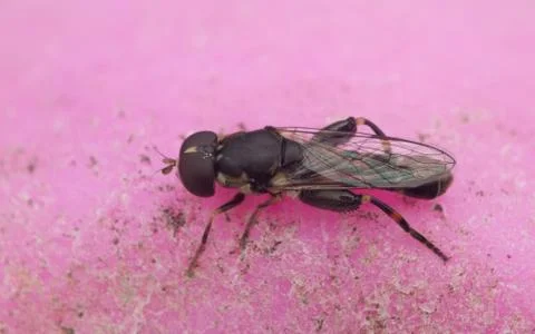 A photo of a Hoverfly Stock Photos