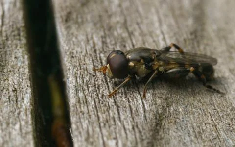 A photo of a Hoverfly Stock Photos
