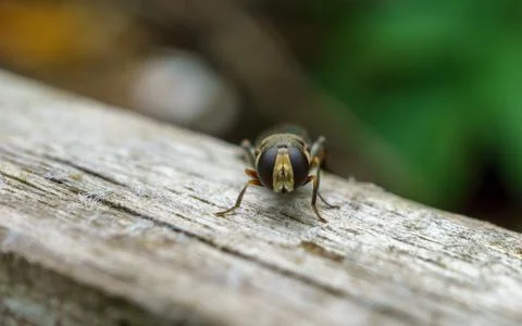 A photo of a Hoverfly Stock Photos