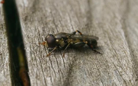 A photo of a Hoverfly Stock Photos