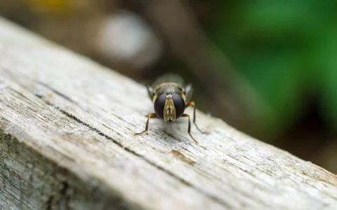 A photo of a Hoverfly Stock Photos
