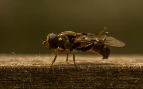 A photo of a Hoverfly Stock Photos