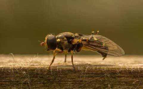 A photo of a Hoverfly Stock Photos