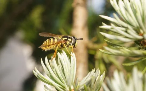 A photo of a Hoverfly Stock Photos