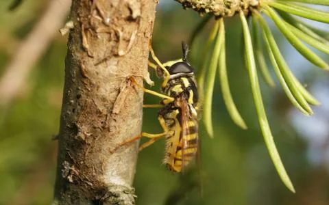 A photo of a Hoverfly Stock Photos