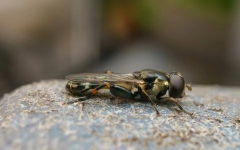 A photo of a Hoverfly Stock Photos