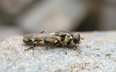 A photo of a Hoverfly Stock Photos