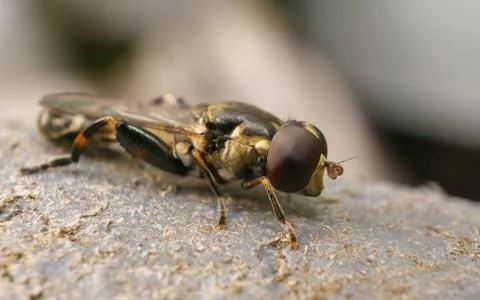 A photo of a Hoverfly Stock Photos