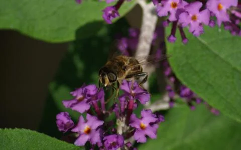A photo of a Hoverfly Stock Photos