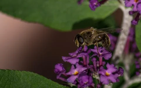 A photo of a Hoverfly Stock Photos