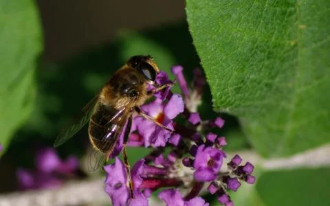 A photo of a Hoverfly Stock Photos