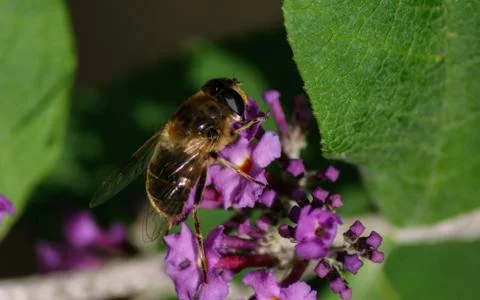 A photo of a Hoverfly Stock Photos