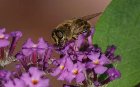 A photo of a Hoverfly Stock Photos