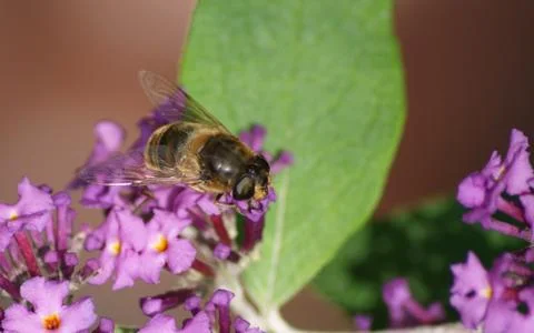 A photo of a Hoverfly Stock Photos