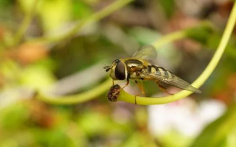 A photo of a Hoverfly Stock Photos