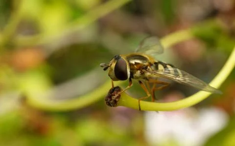 A photo of a Hoverfly Stock Photos