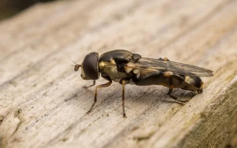 A photo of a Hoverfly Stock Photos
