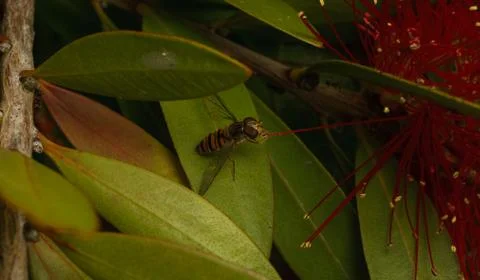 A photo of a Hoverfly Stock Photos