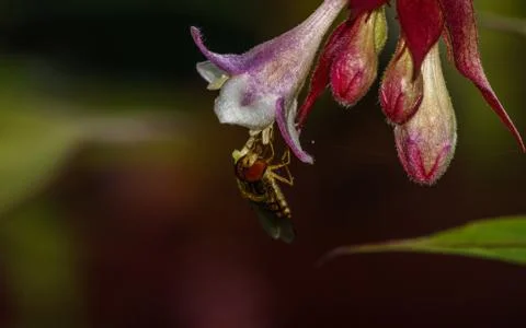 A photo of a Hoverfly Stock Photos