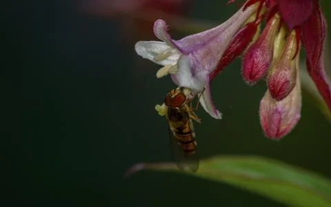 A photo of a Hoverfly Stock Photos