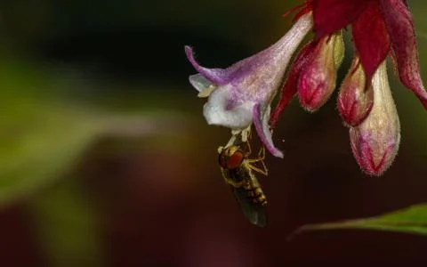 A photo of a Hoverfly Stock Photos