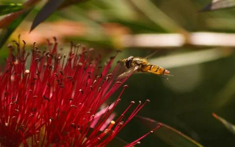 A photo of a Hoverfly Stock Photos