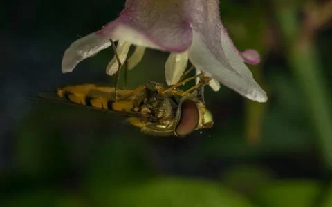 A photo of a Hoverfly Stock Photos