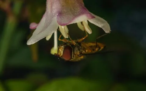 A photo of a Hoverfly Stock Photos