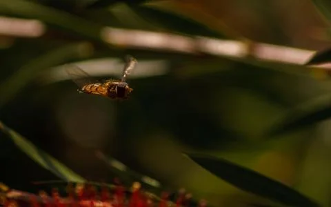 A photo of a Hoverfly Stock Photos