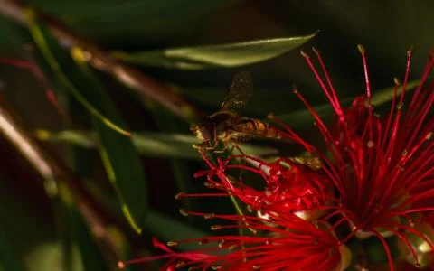 A photo of a Hoverfly Stock Photos