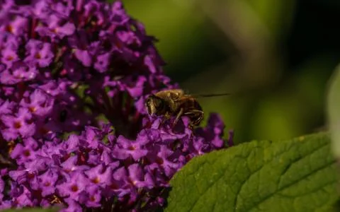 A photo of a Hoverfly Stock Photos
