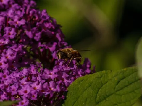 A photo of a Hoverfly Stock Photos