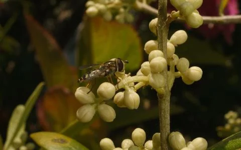 A photo of a Hoverfly Stock Photos