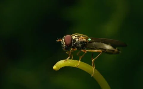 A photo of a Hoverfly Stock Photos
