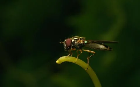 A photo of a Hoverfly Stock Photos