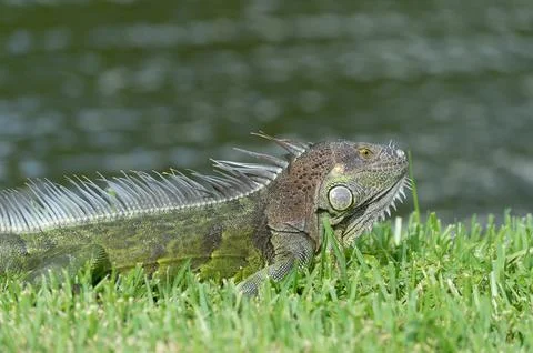 Photo of iguana lizard, closeup. iguana lizard reptile. iguana lizard in Stock Photos