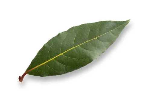 Photo of  laurel leaf Stock Photos