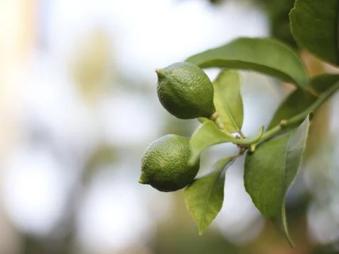 Photo of lime tree Stock Photos