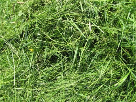 Photo of long grass texture Stock Photos