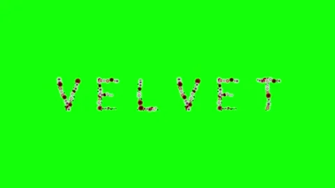 Photo Looping on Green Screen Chroma Key Background 스톡 동영상 337996839