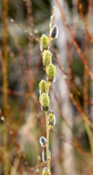 Photo of a macro background of spring buds Stock Photos