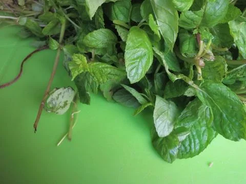Photo of mint on the table. Mint on a green background. Healthy food Stock Photos
