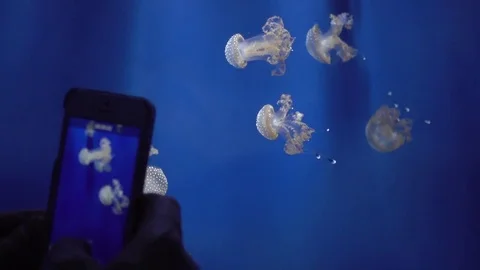 Photo via Mobile Phone of Jellyfish behind the Glass of Aquarium Genova Italy Stock Footage