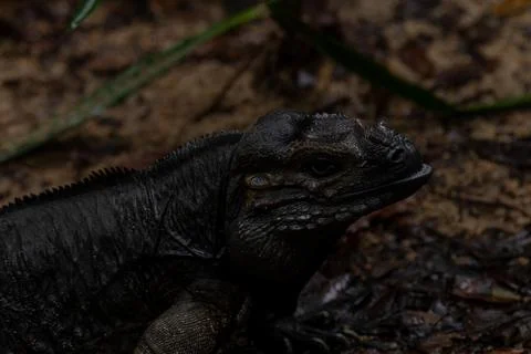 A photo of Mona ground iguana is a critically-endangered species of rock igua Stock Photos