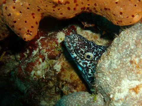 Photo of a moray eel's head looking at the camera Stock Photos