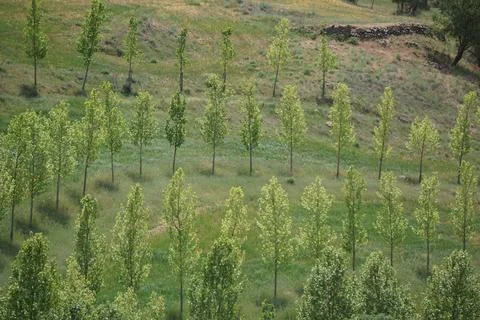 A photo of multiple rows of trees in the city of Ronda Stock Photos