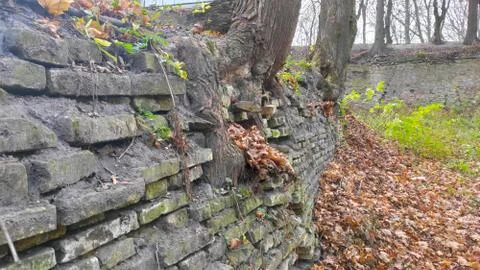 Photo of old brick wall interwoven with roots Stock Photos