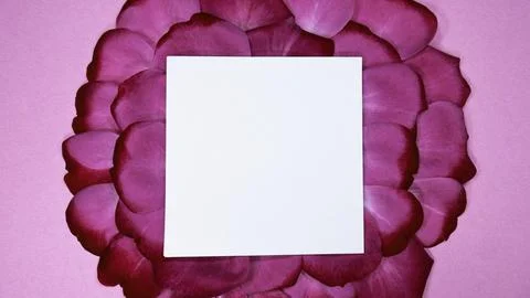 Photo overhead of empty blank space paper on pink rose petals Stock Photos